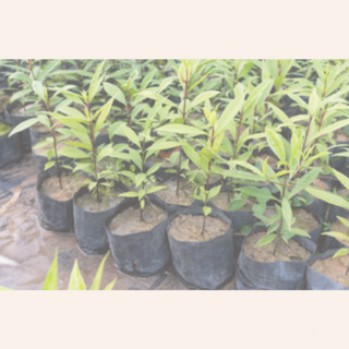 Planter Bags & Sprayguard